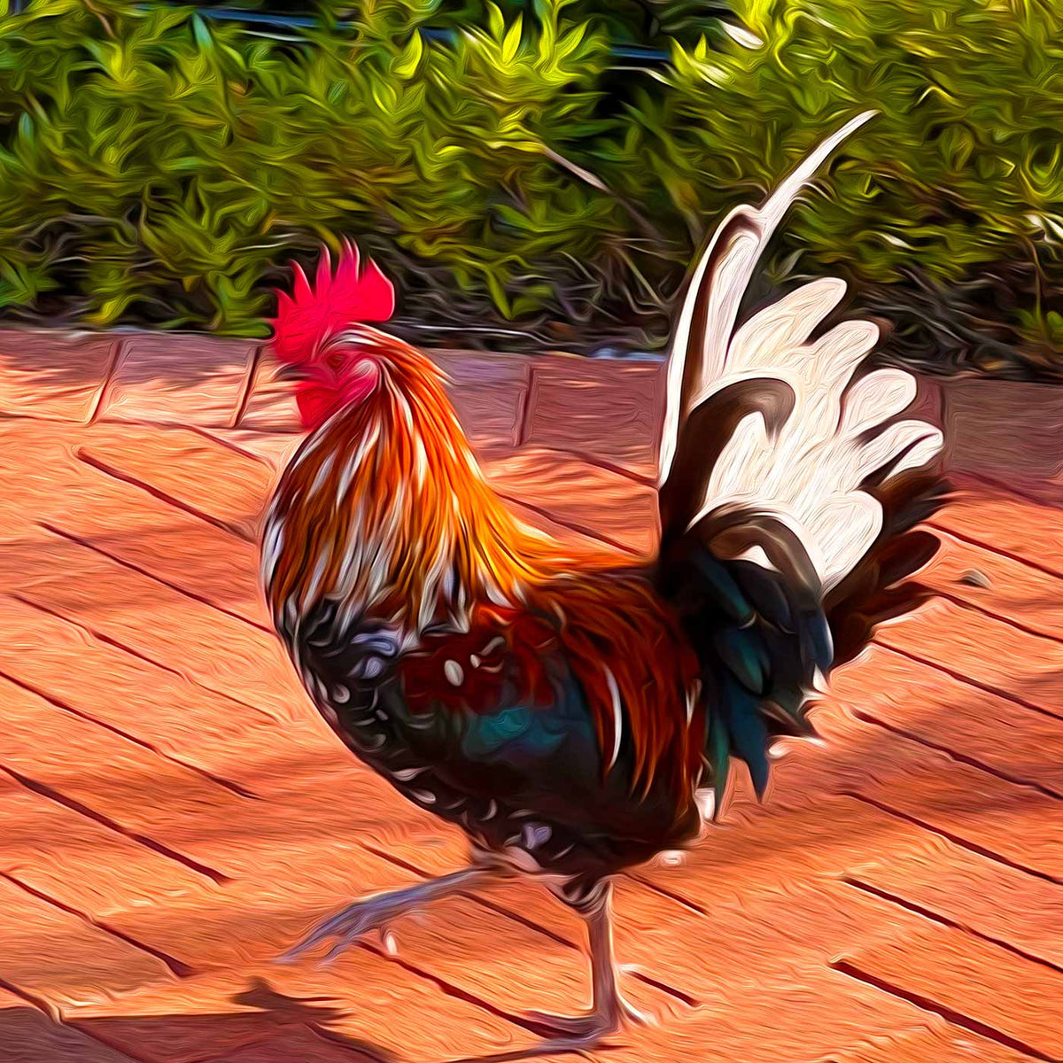 Tail Feathers