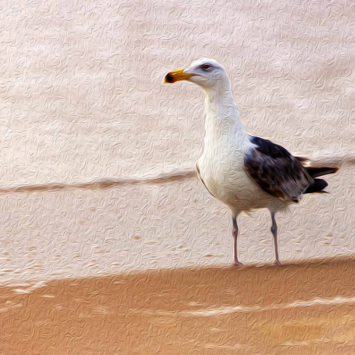 Gull on the Island (Assateague Island)