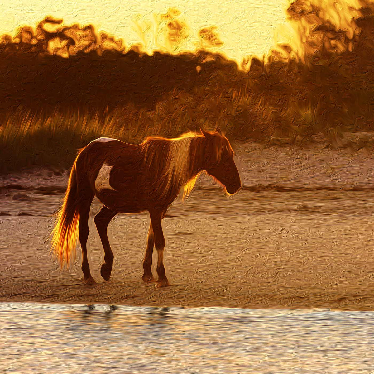 Wild Stallion (Assateague Island)