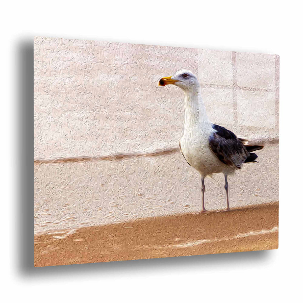 Gull on the Island (Assateague Island)