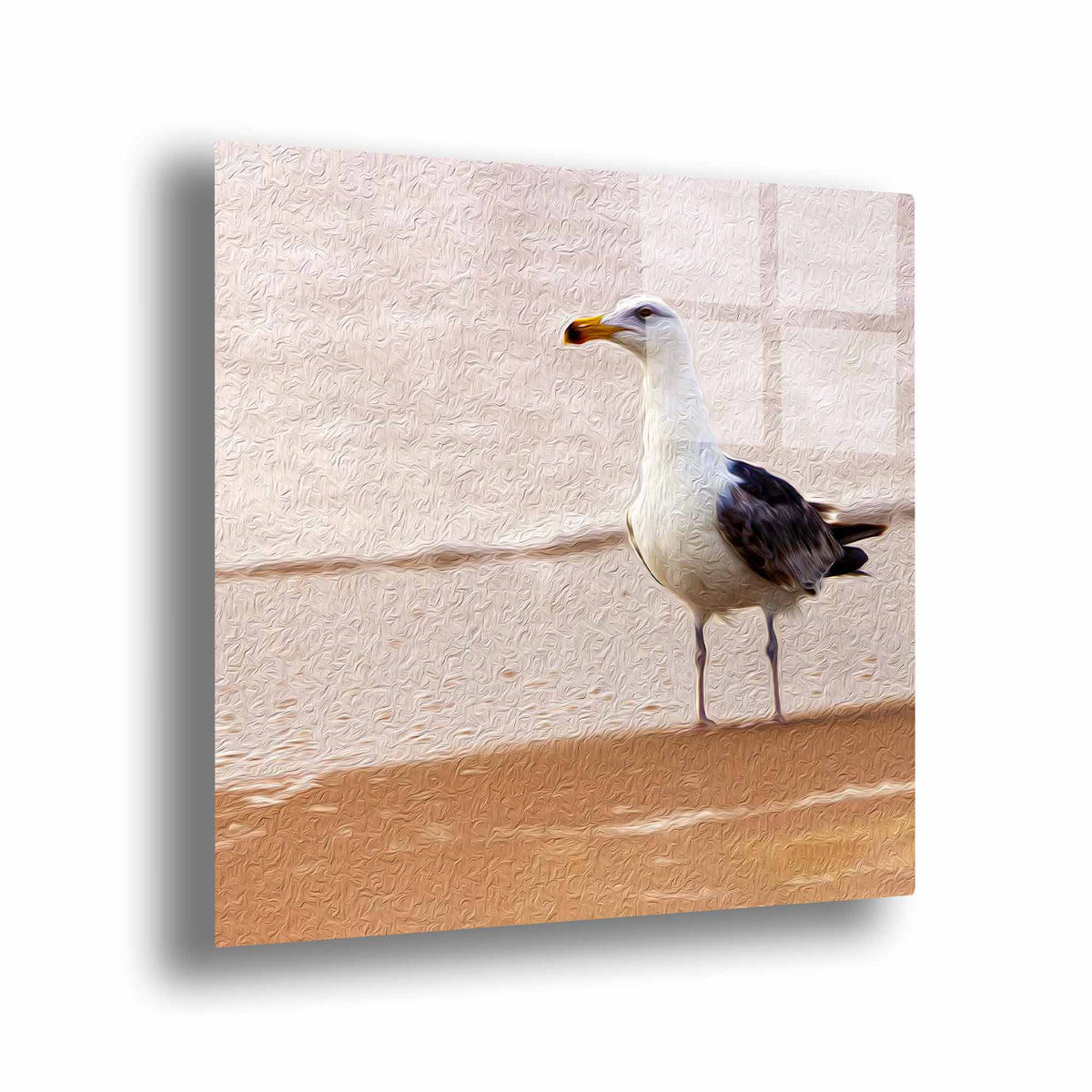 Gull on the Island (Assateague Island)