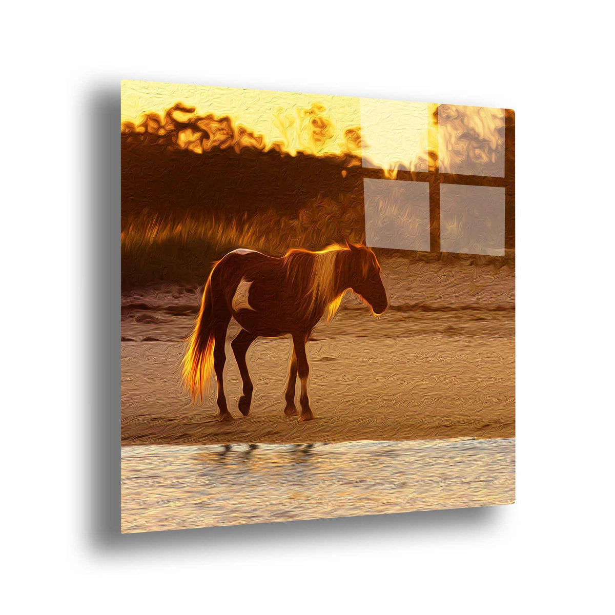 Wild Stallion (Assateague Island)