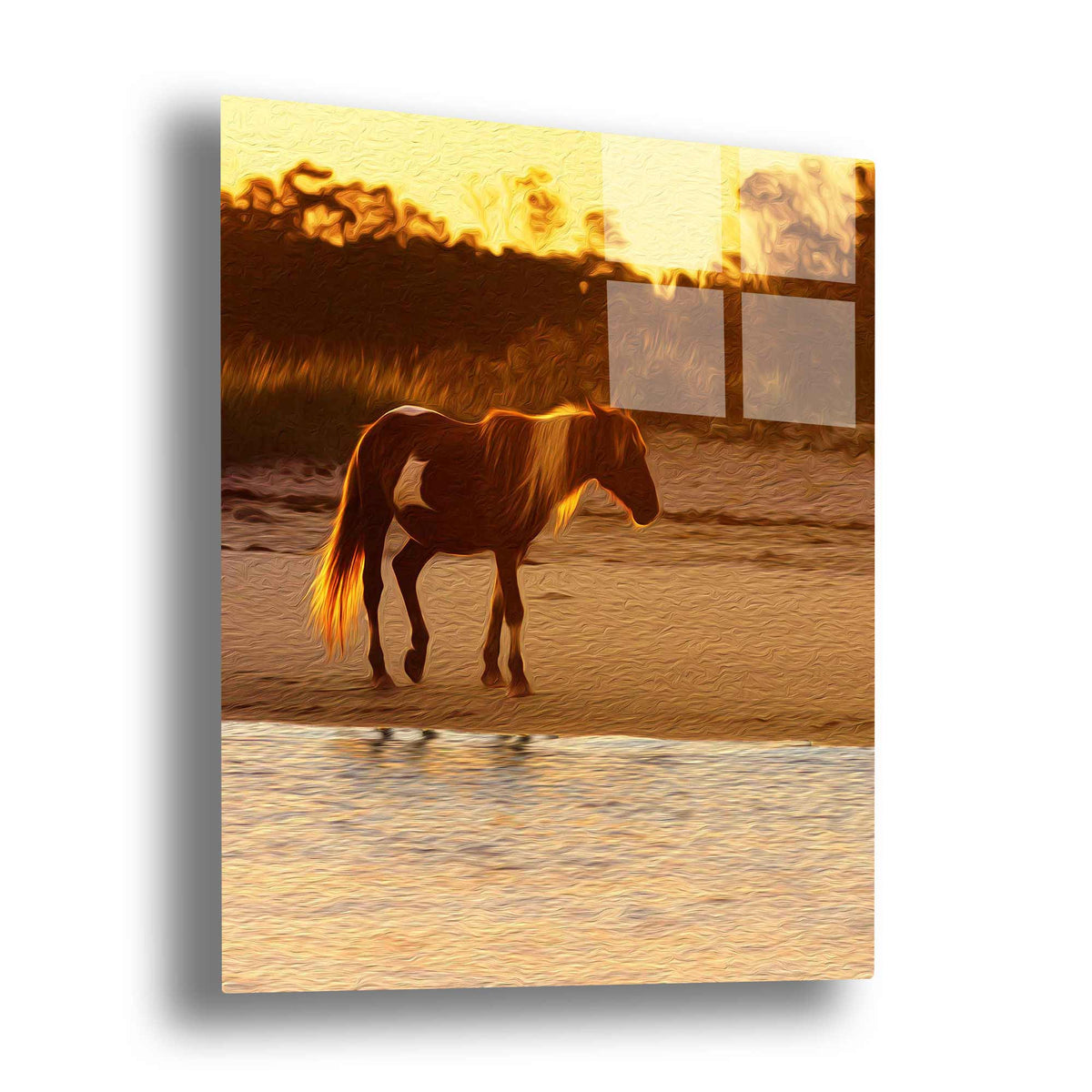 Wild Stallion (Assateague Island)