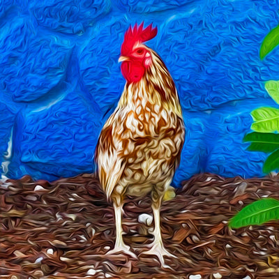"Camouflage" - Backyards of Key West Gallery